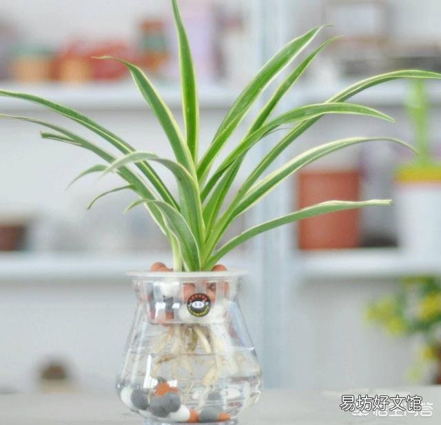 吊兰叶子发粘怎么办？