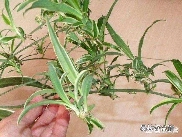 吊兰叶子发粘怎么办？