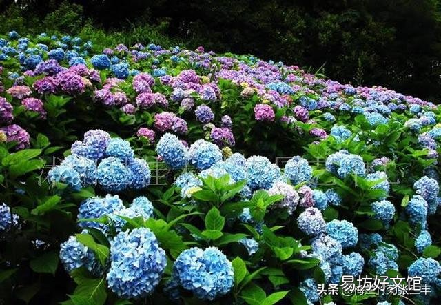 绣球开出的花朵为什么颜色很淡？