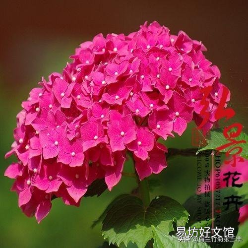 绣球开出的花朵为什么颜色很淡？