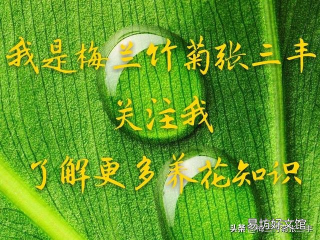 绣球开出的花朵为什么颜色很淡？