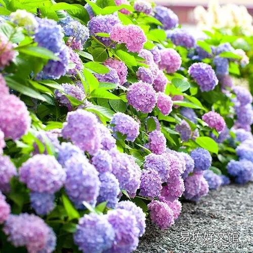绣球开出的花朵为什么颜色很淡？