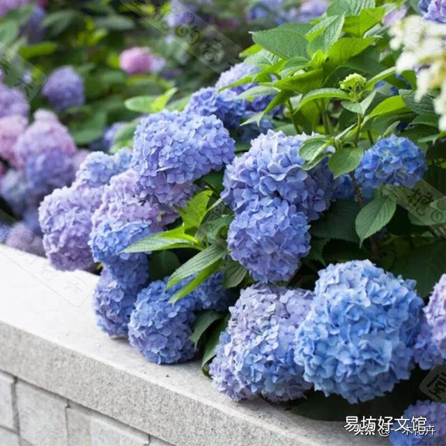 绣球开出的花朵为什么颜色很淡？