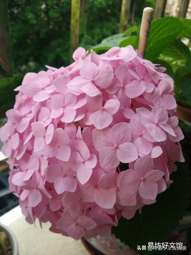 绣球开出的花朵为什么颜色很淡？