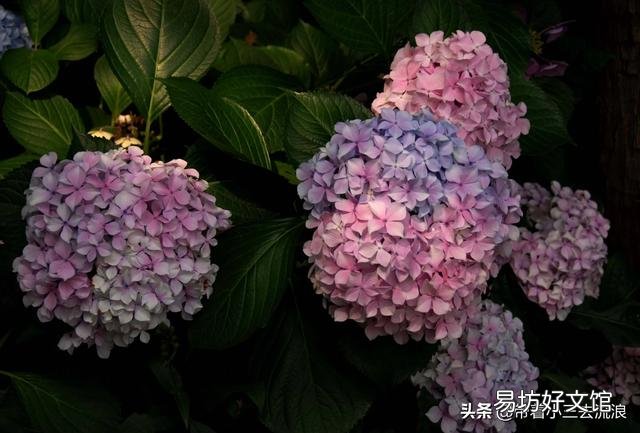 绣球开出的花朵为什么颜色很淡？