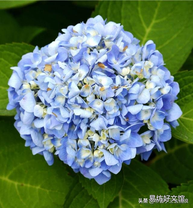 绣球开出的花朵为什么颜色很淡？