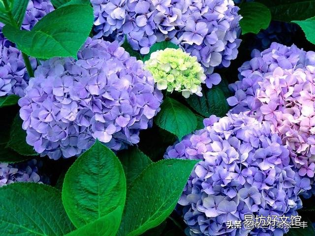 绣球开出的花朵为什么颜色很淡？