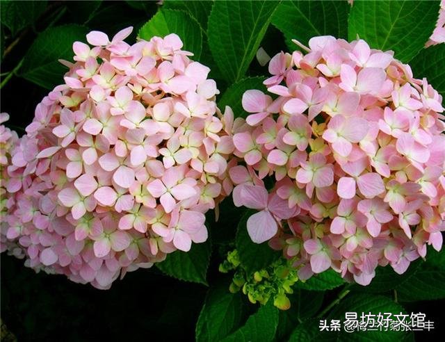 绣球开出的花朵为什么颜色很淡？