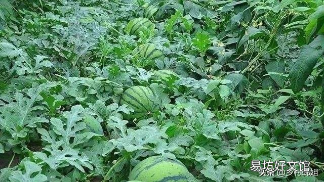 下雨天怎样防治西瓜不掉叶?