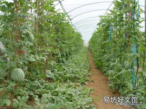 下雨天怎样防治西瓜不掉叶?