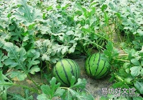 下雨天怎样防治西瓜不掉叶?
