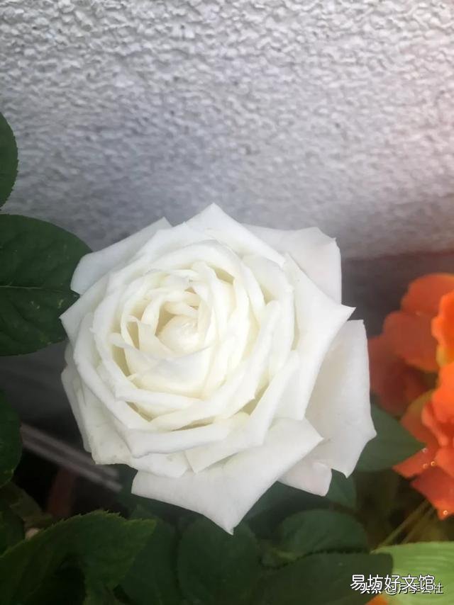 高溫天氣，想讓月季的葉子油亮，需要遮陰嗎？