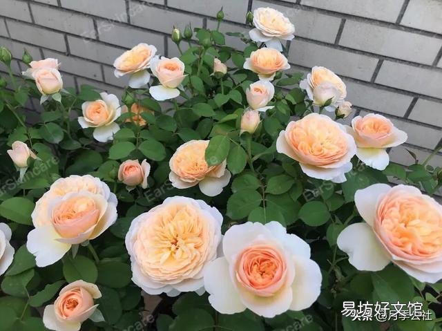 高溫天氣，想讓月季的葉子油亮，需要遮陰嗎？