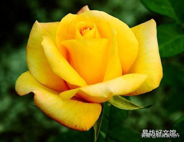 月季哪些品种耐晒?夏季无需遮阴?