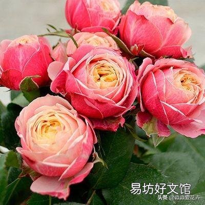 月季哪些品种耐晒?夏季无需遮阴?