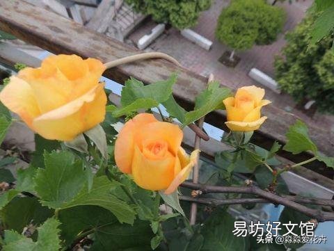 月季哪些品种耐晒?夏季无需遮阴?