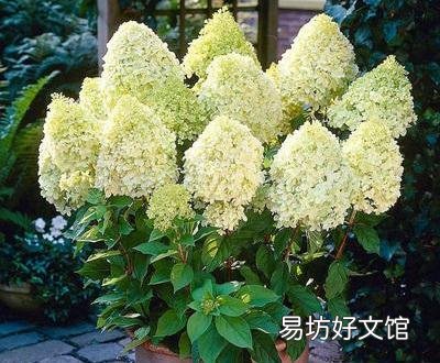 夏天适合入手什么花卉?