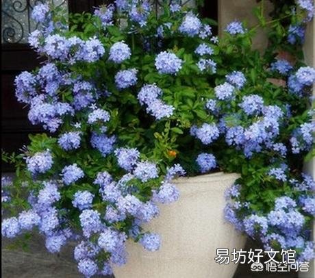 夏天适合入手什么花卉?