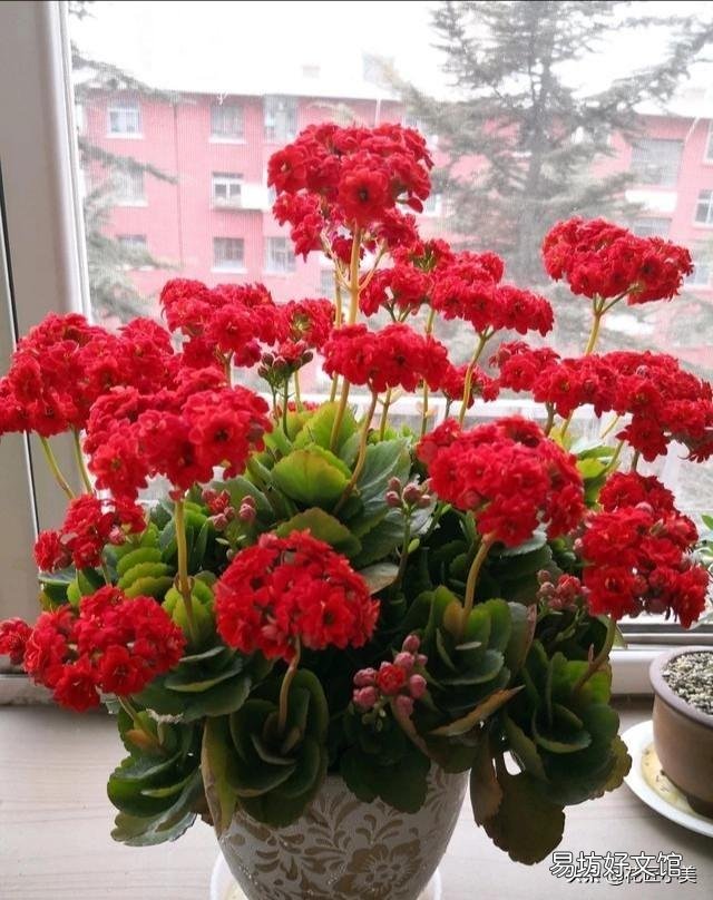 夏天适合入手什么花卉?
