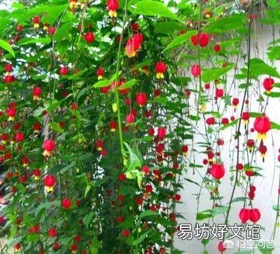 夏天适合入手什么花卉?
