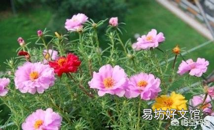 夏天适合入手什么花卉?