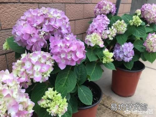夏天适合入手什么花卉?