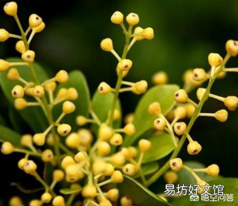 夏天适合入手什么花卉?