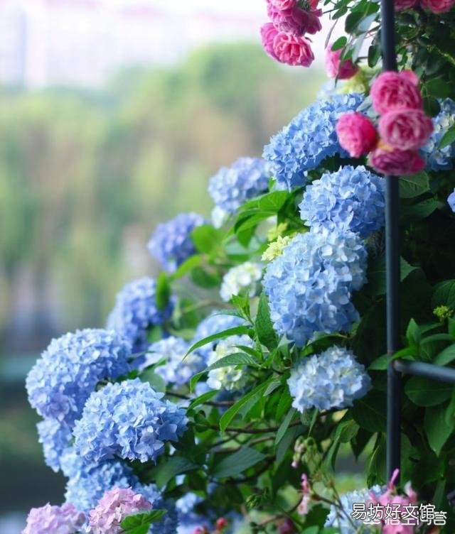 夏天适合入手什么花卉?