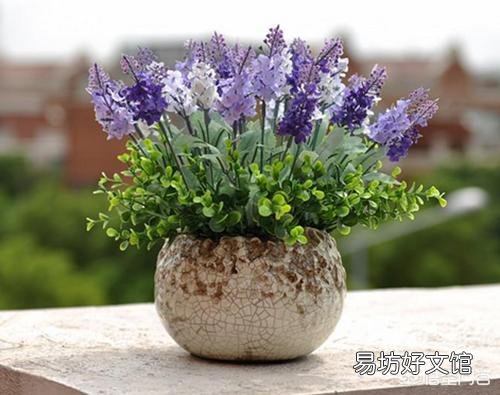 夏天适合入手什么花卉?