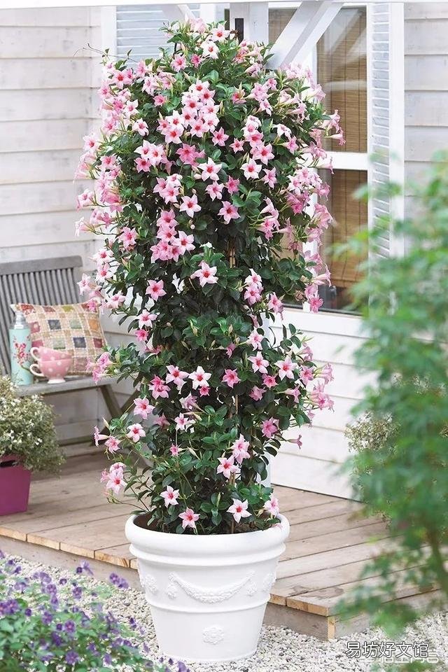 夏天适合入手什么花卉?