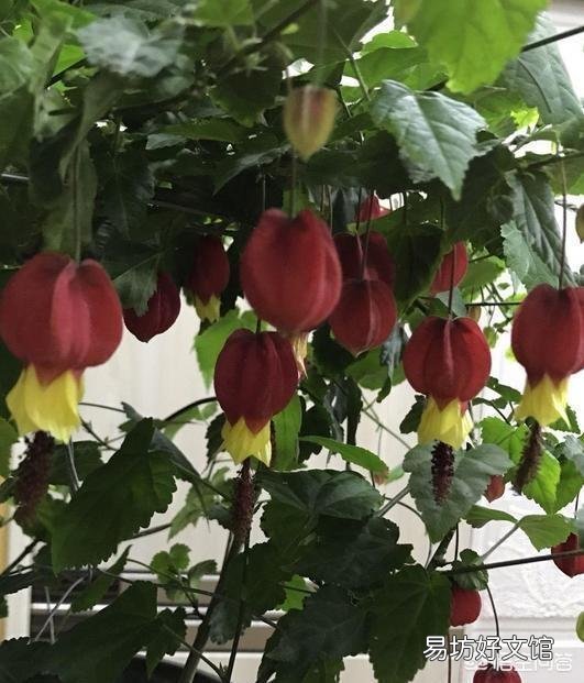 夏天适合入手什么花卉?