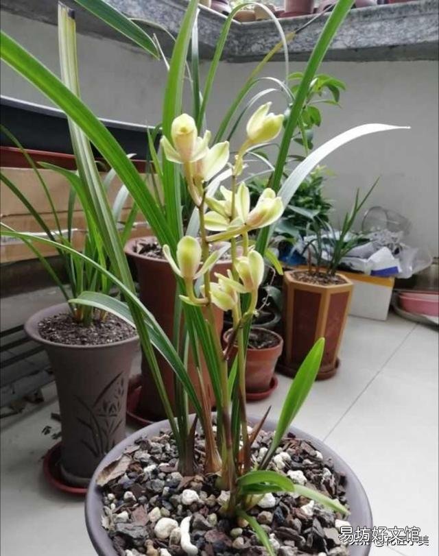 夏天适合入手什么花卉?