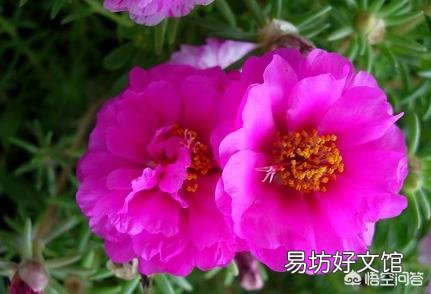 夏天适合入手什么花卉?