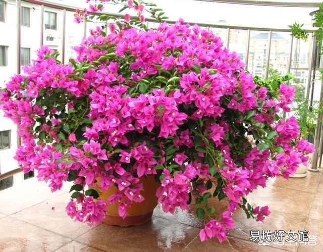 夏天适合入手什么花卉?