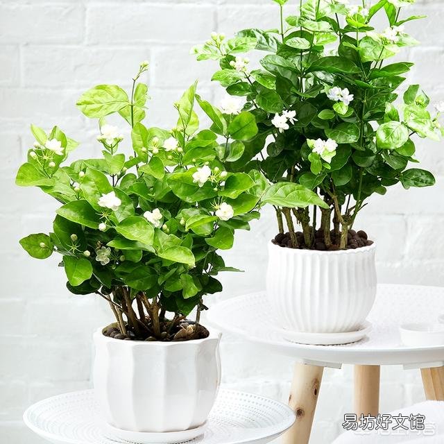 夏天适合入手什么花卉?
