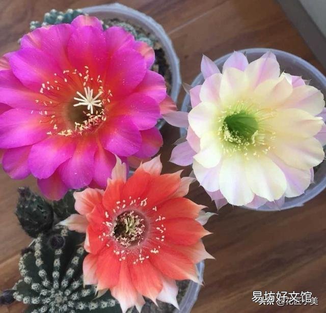 夏天适合入手什么花卉?