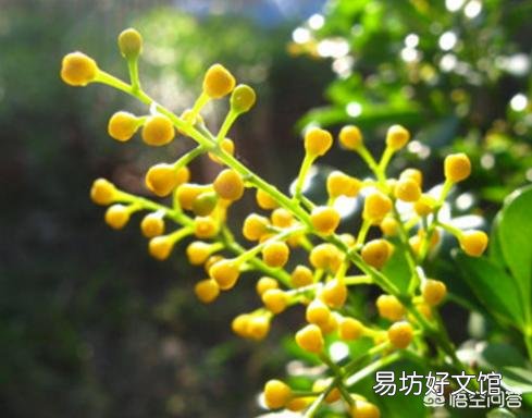 夏天适合入手什么花卉?