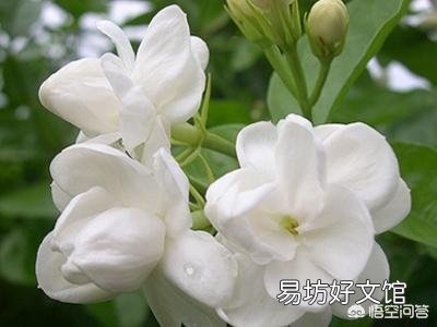 夏天适合入手什么花卉?