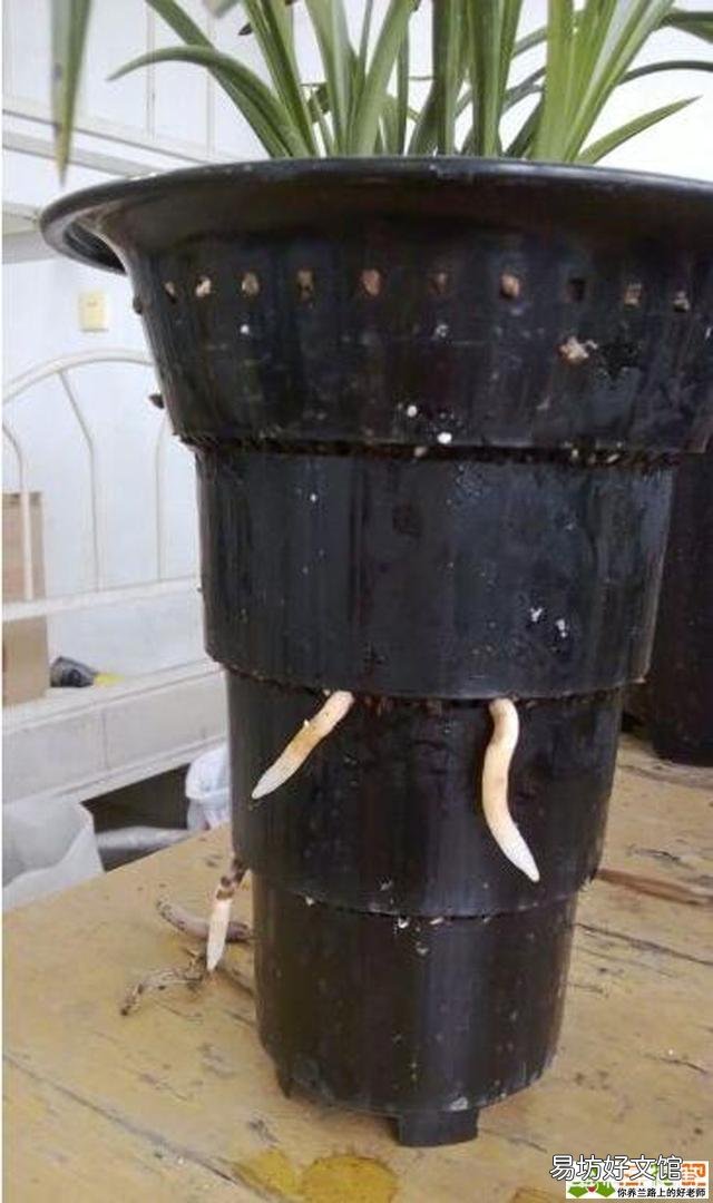 兰花夏季能倒盆吗?