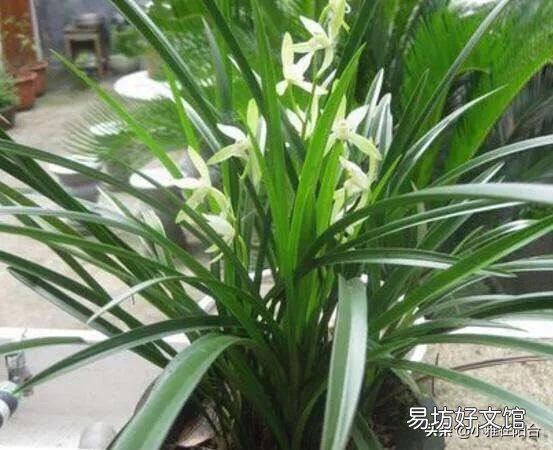 兰花夏季能倒盆吗?
