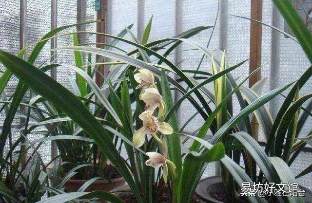 兰花夏季能倒盆吗?