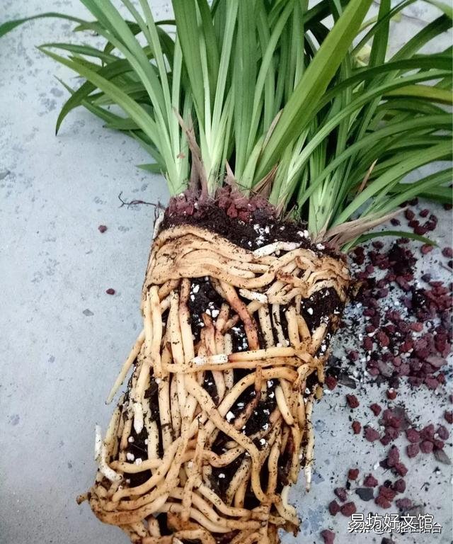 兰花夏季能倒盆吗?