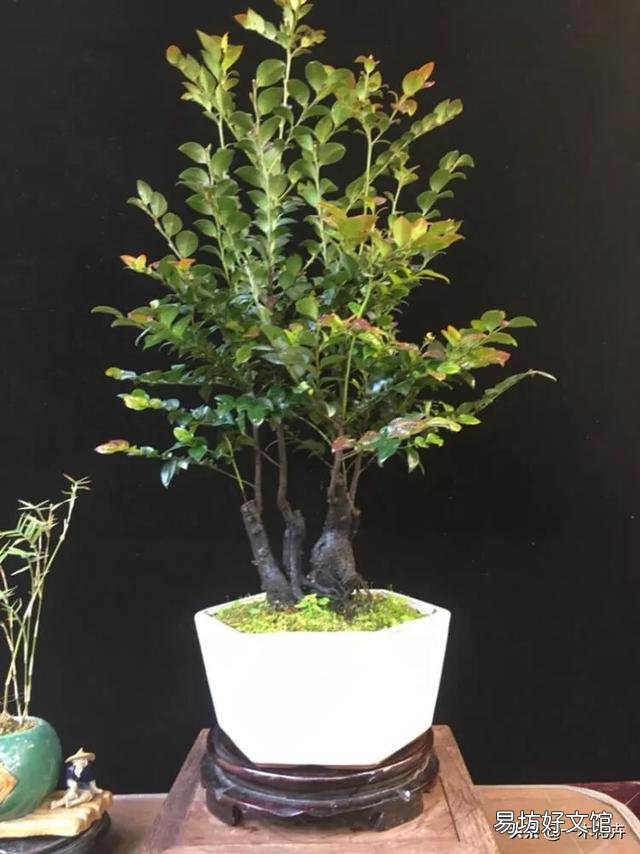 黑骨茶盆栽怎么养?黑骨茶叶子掉光了是死了吗?
