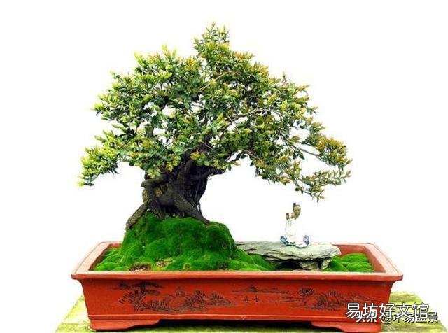 黑骨茶盆栽怎么养?黑骨茶叶子掉光了是死了吗?
