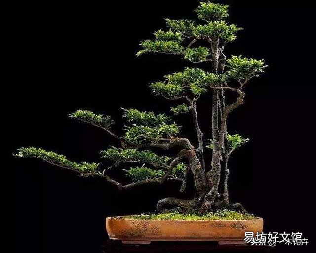 黑骨茶盆栽怎么养?黑骨茶叶子掉光了是死了吗?