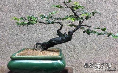 黑骨茶盆栽怎么养?黑骨茶叶子掉光了是死了吗?