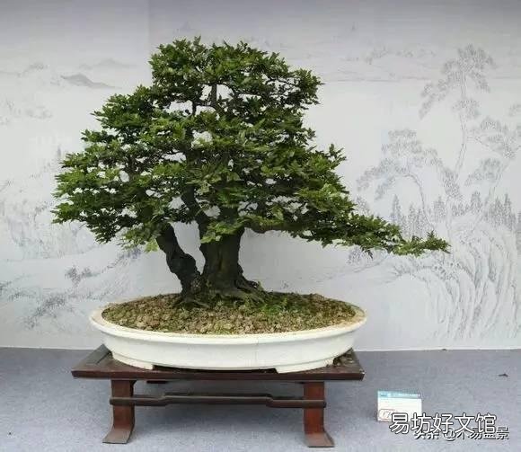 黑骨茶盆栽怎么养?黑骨茶叶子掉光了是死了吗?