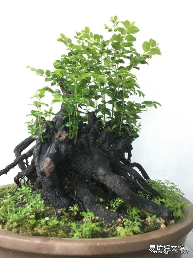 黑骨茶盆栽怎么养?黑骨茶叶子掉光了是死了吗?