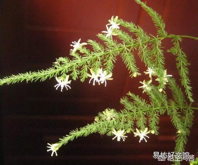 养了很久的文竹，一直不长新的枝条，还能养成盆景吗？