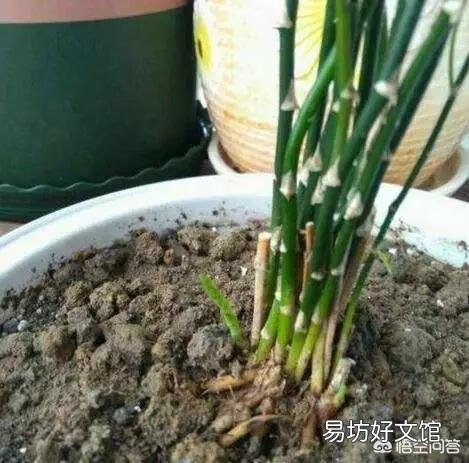 养了很久的文竹，一直不长新的枝条，还能养成盆景吗？